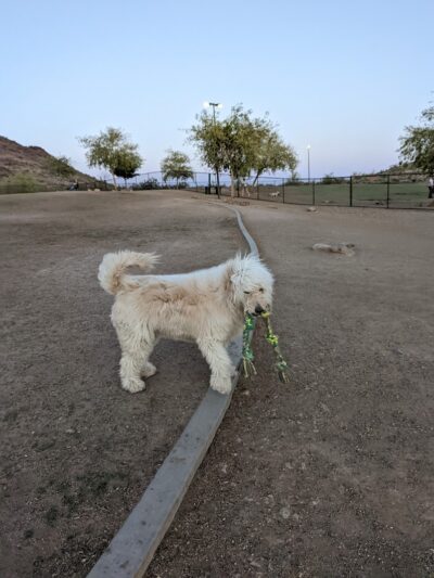 Deem Hills Dog Park - Phoenix, AZ