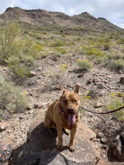 Deem Hills Dog Park - Phoenix, AZ