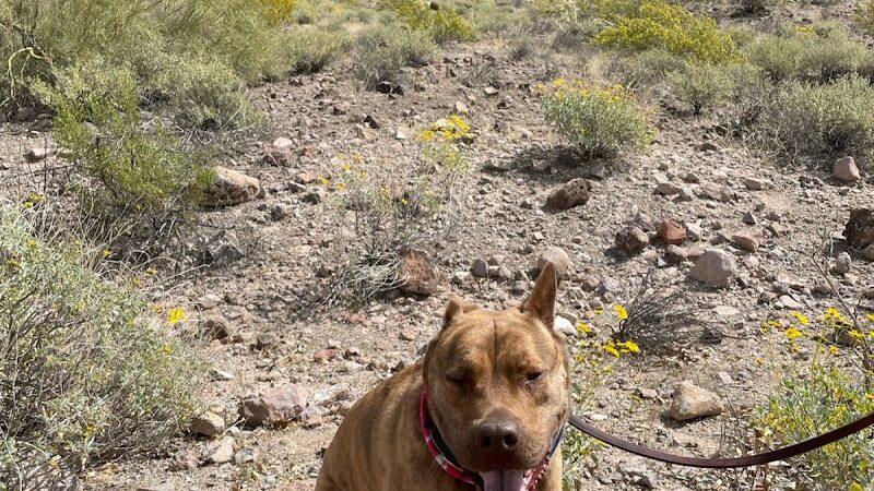 Deem Hills Dog Park - Phoenix, AZ
