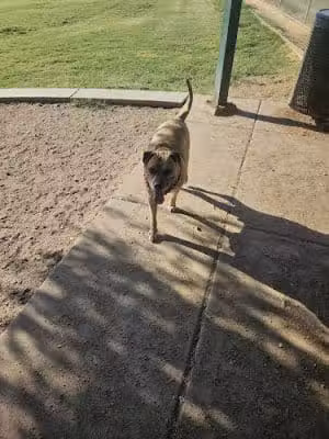 Esteban Dog Park - Phoenix, AZ