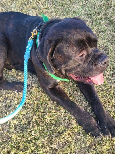 Esteban Dog Park - Phoenix, AZ