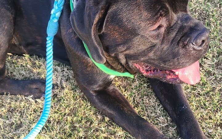 Esteban Dog Park - Phoenix, AZ