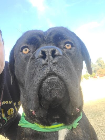 Esteban Dog Park - Phoenix, AZ