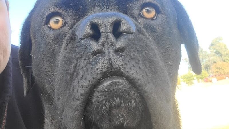 Esteban Dog Park - Phoenix, AZ