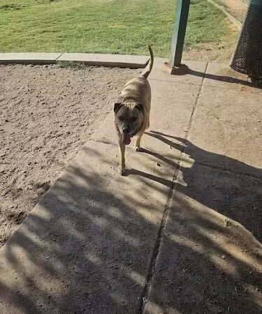 Esteban Dog Park - Phoenix, AZ