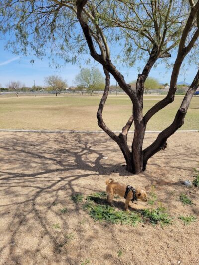 Pinnacle Dog Park - Phoenix, AZ