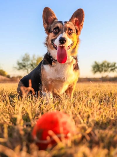 Pinnacle Dog Park - Phoenix, AZ