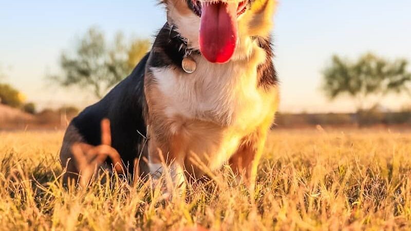 Pinnacle Dog Park - Phoenix, AZ