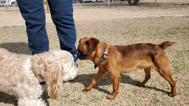 Pinnacle Dog Park - Phoenix, AZ