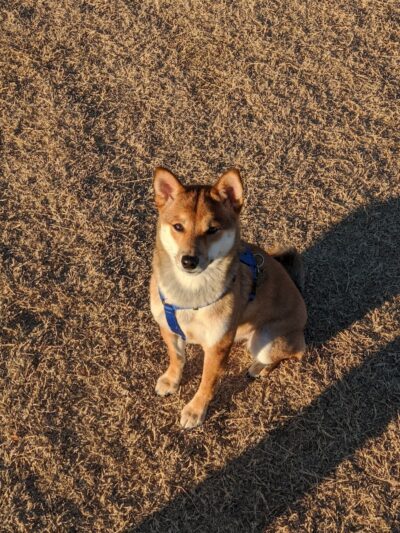 Pinnacle Dog Park - Phoenix, AZ