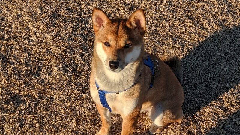Pinnacle Dog Park - Phoenix, AZ