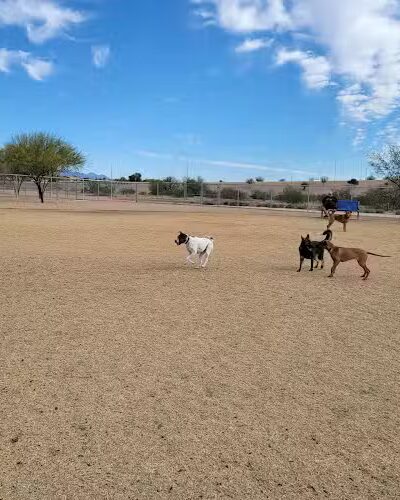 Pinnacle Dog Park - Phoenix, AZ