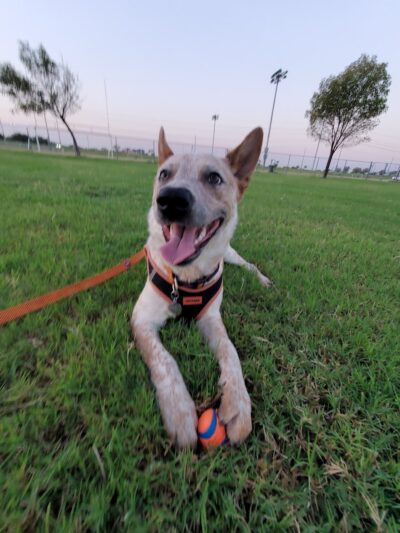 RJ Dog Park at Pecos Park - Phoenix, AZ
