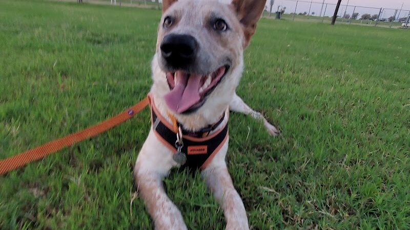 RJ Dog Park at Pecos Park - Phoenix, AZ