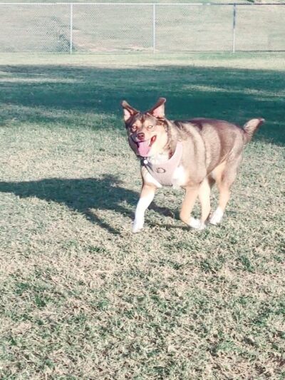 RJ Dog Park at Pecos Park - Phoenix, AZ