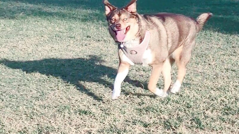 RJ Dog Park at Pecos Park - Phoenix, AZ
