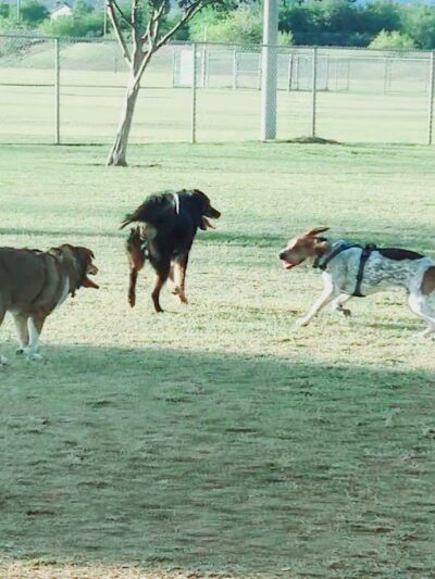 RJ Dog Park at Pecos Park - Phoenix, AZ