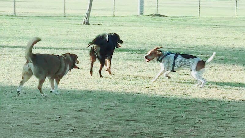 RJ Dog Park at Pecos Park - Phoenix, AZ