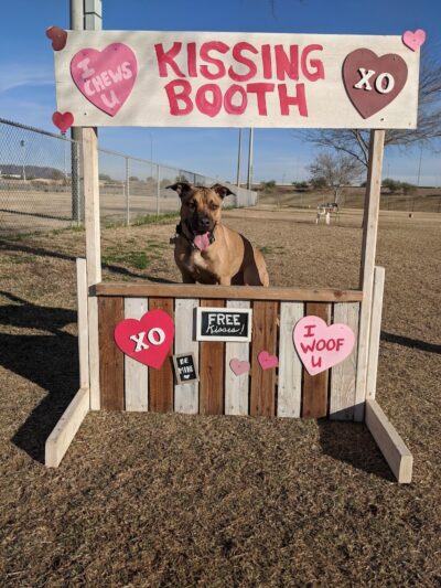 RJ Dog Park at Pecos Park - Phoenix, AZ