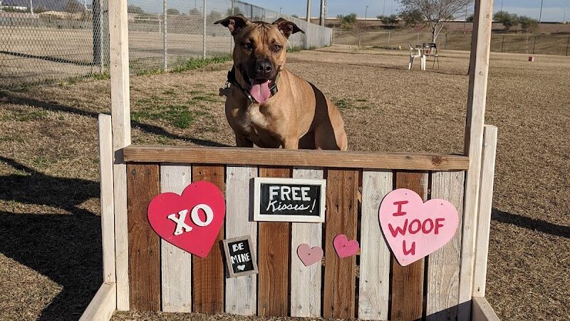 RJ Dog Park at Pecos Park - Phoenix, AZ