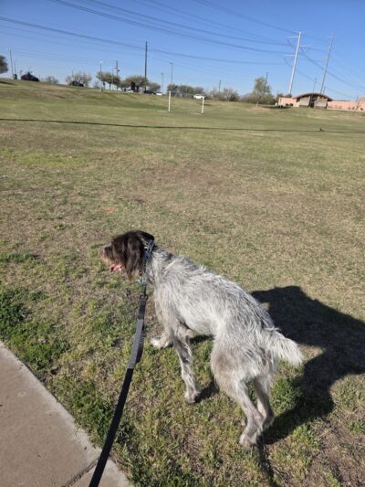 RJ Dog Park at Pecos Park - Phoenix, AZ