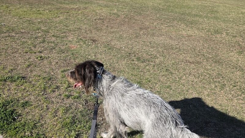 RJ Dog Park at Pecos Park - Phoenix, AZ