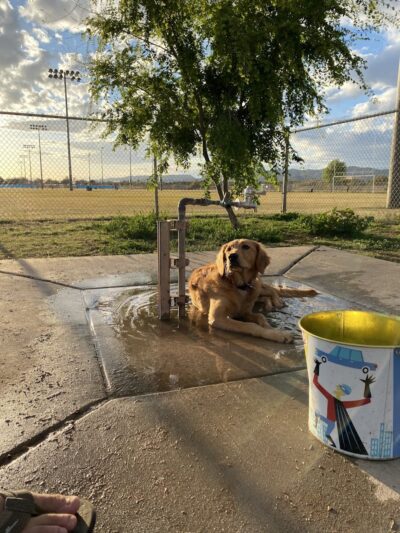 RJ Dog Park at Pecos Park - Phoenix, AZ