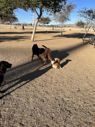 RJ Dog Park at Pecos Park - Phoenix, AZ