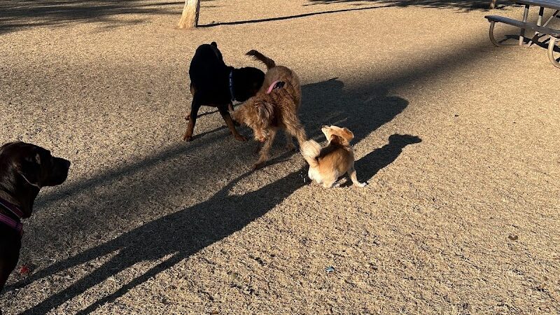 RJ Dog Park at Pecos Park - Phoenix, AZ