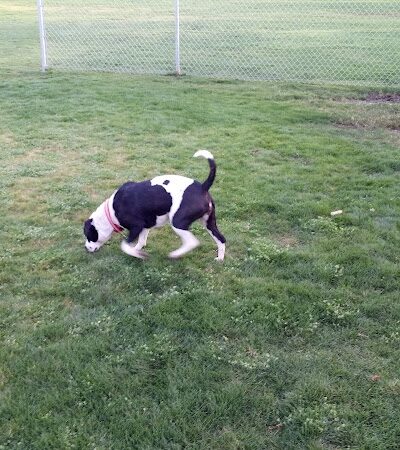 Trailwood Dog Park - Phoenix, AZ