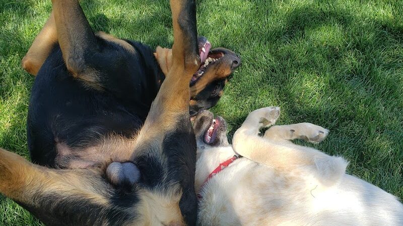 Trailwood Dog Park - Phoenix, AZ