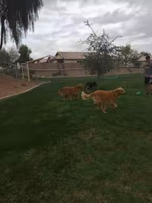 Trailwood Dog Park - Phoenix, AZ