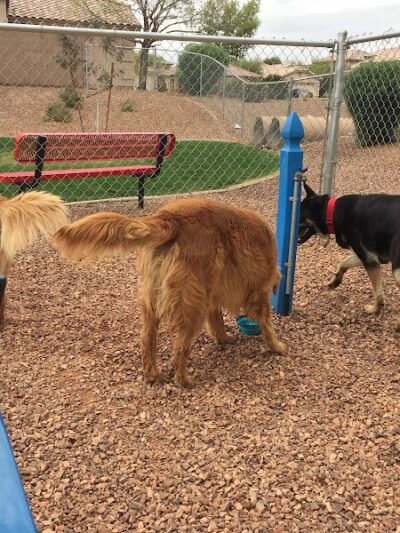 Trailwood Dog Park - Phoenix, AZ