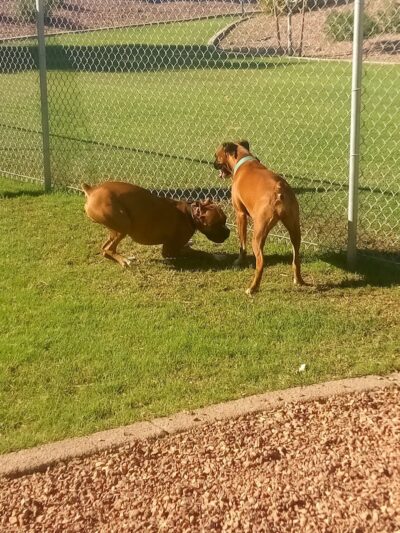 Trailwood Dog Park - Phoenix, AZ