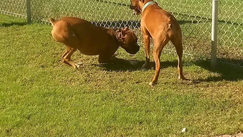 Trailwood Dog Park - Phoenix, AZ