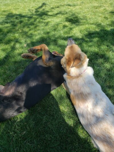 Trailwood Dog Park - Phoenix, AZ