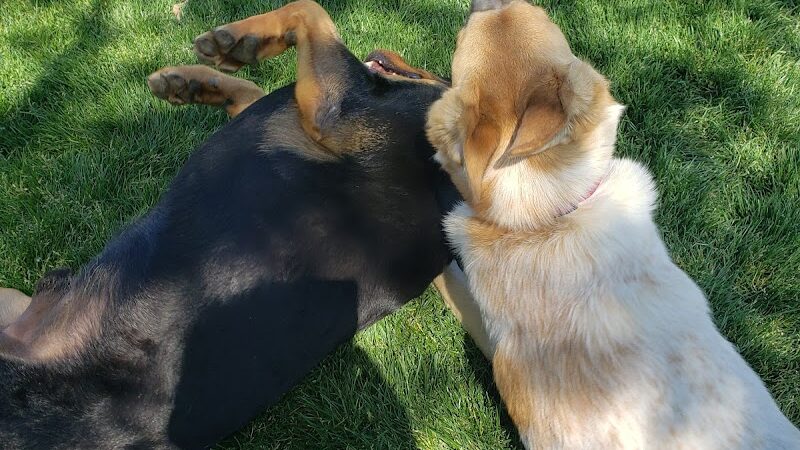 Trailwood Dog Park - Phoenix, AZ