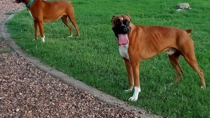 Trailwood Dog Park - Phoenix, AZ
