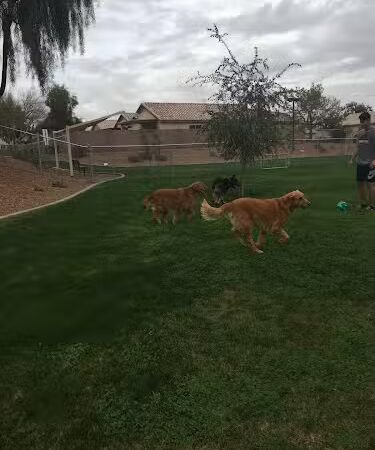 Trailwood Dog Park - Phoenix, AZ