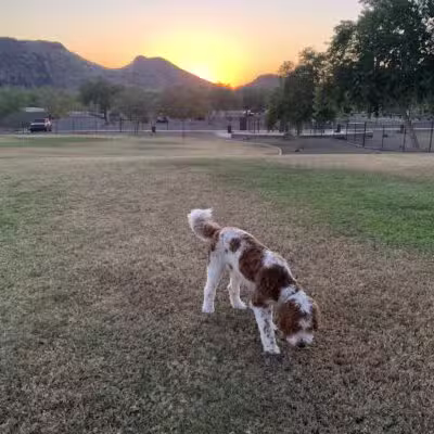 Deem Hills Dog Park - Phoenix, AZ