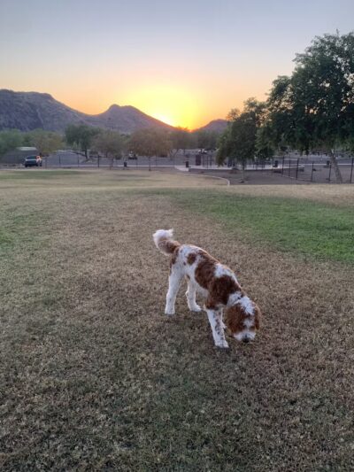 Deem Hills Dog Park - Phoenix, AZ