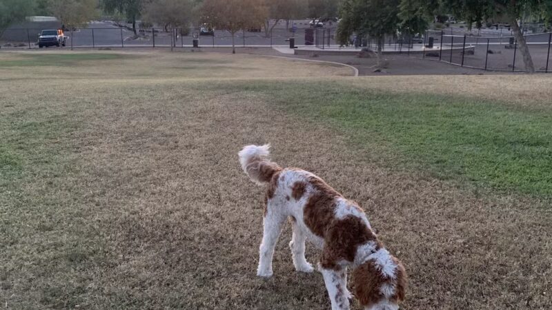 Deem Hills Dog Park - Phoenix, AZ