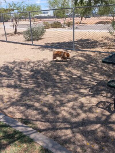 Pinnacle Dog Park - Phoenix, AZ