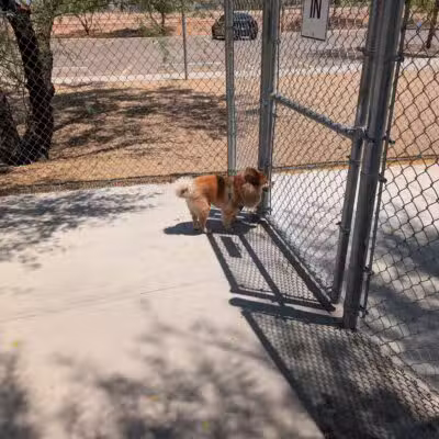 Pinnacle Dog Park - Phoenix, AZ