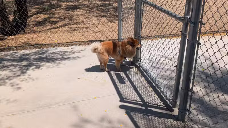 Pinnacle Dog Park - Phoenix, AZ