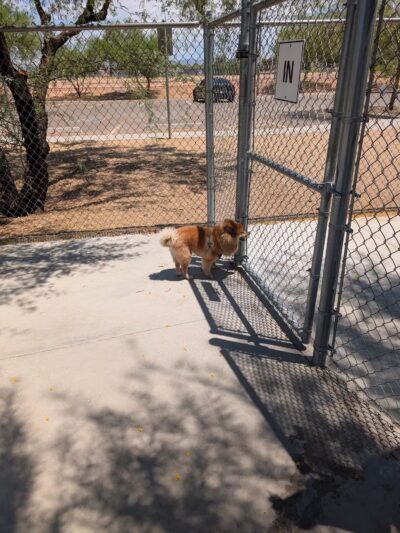 Pinnacle Dog Park - Phoenix, AZ