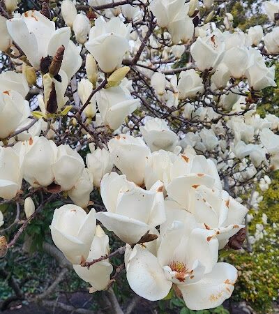 Bear Park - Piedmont, CA