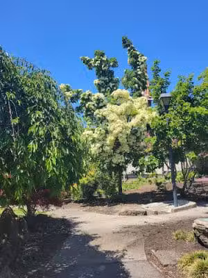 Bear Park - Piedmont, CA