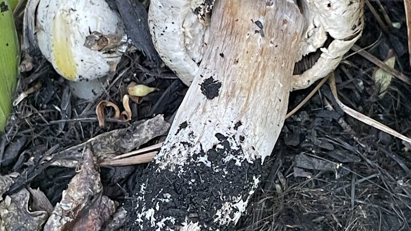 Bear Park - Piedmont, CA