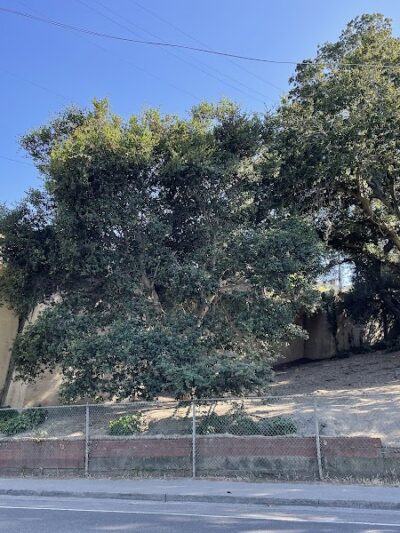 Linda Ave Dog Park - Piedmont, CA